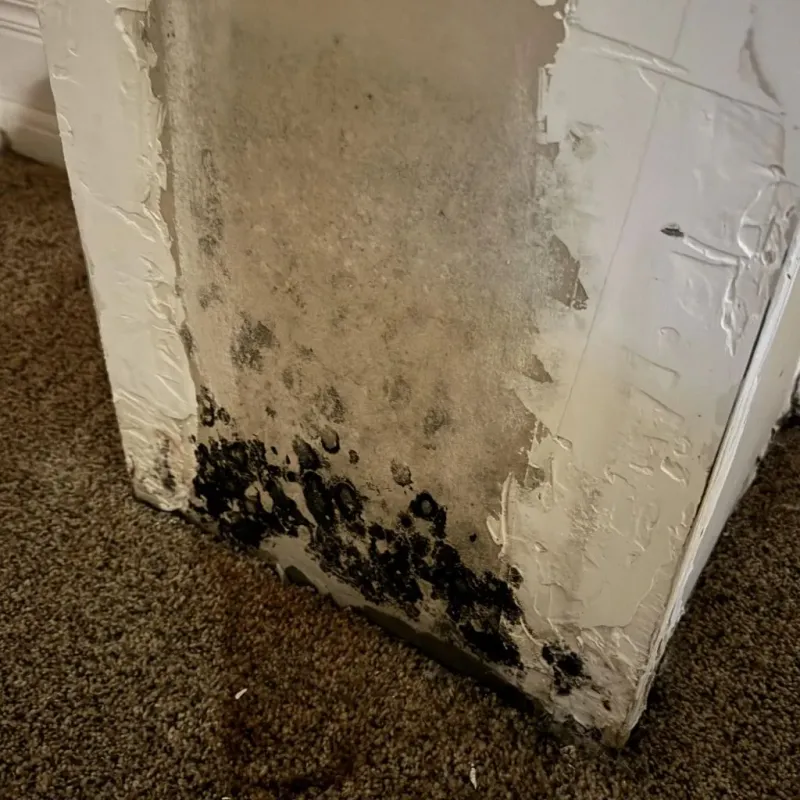 Professional Mold Removal in Lake County, IL